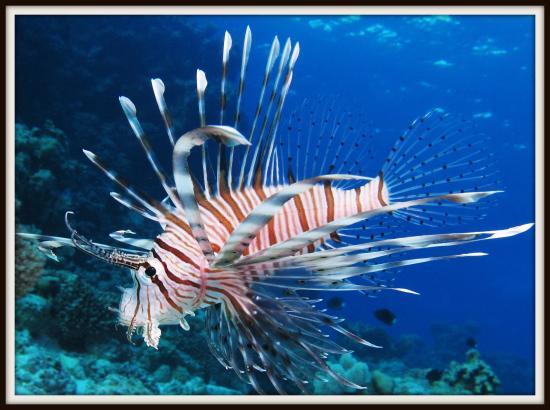 Marine Aquarium